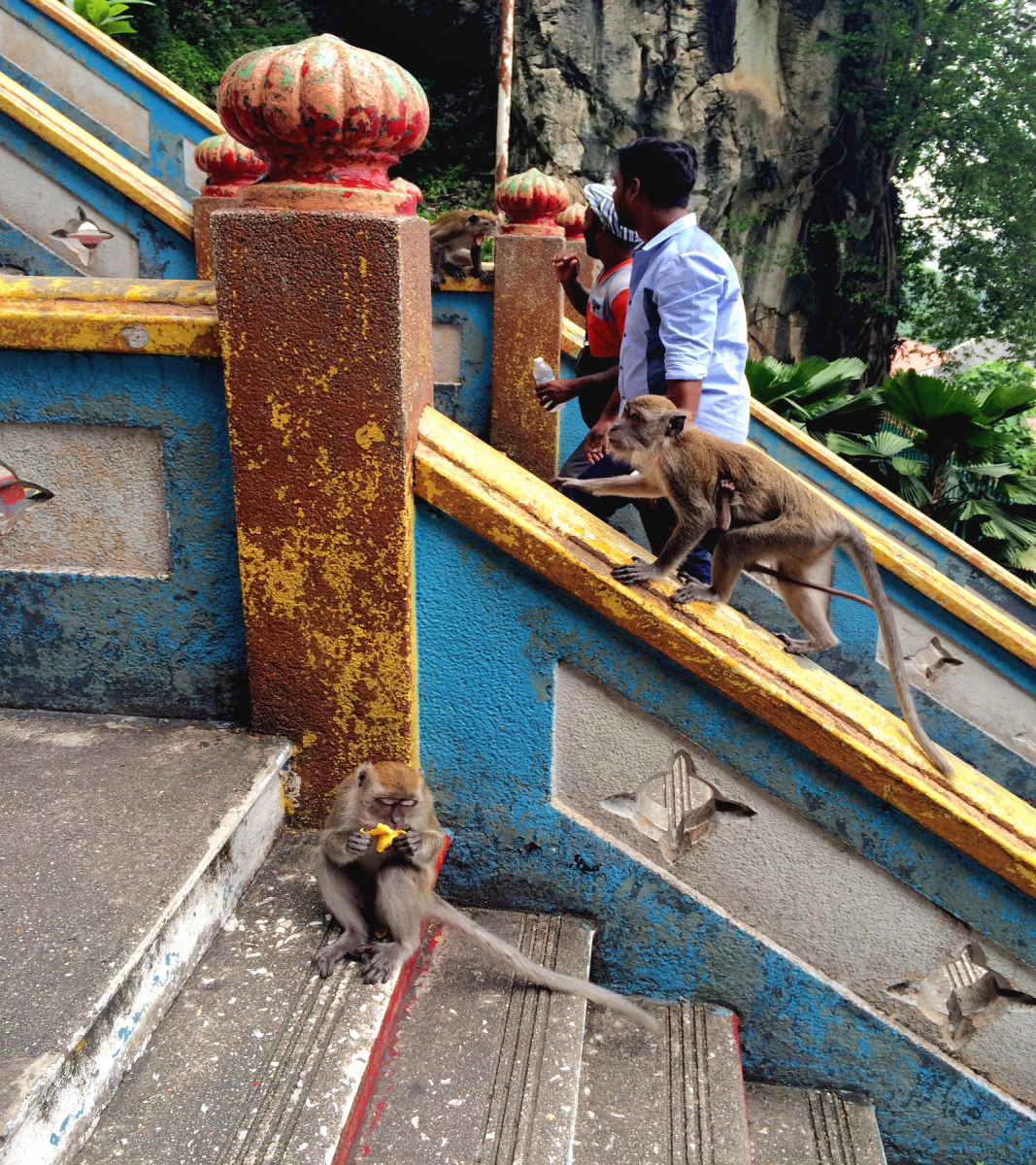 sneaky monkeys on the way to batu caves