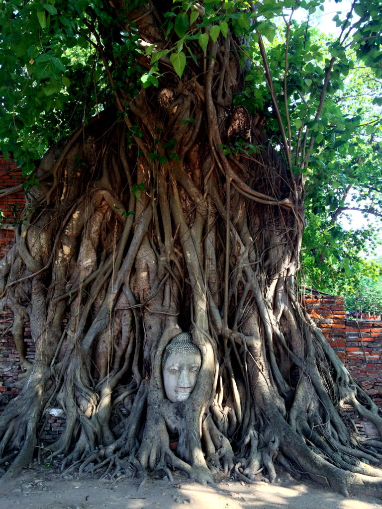Buddha head entwined within tree roots