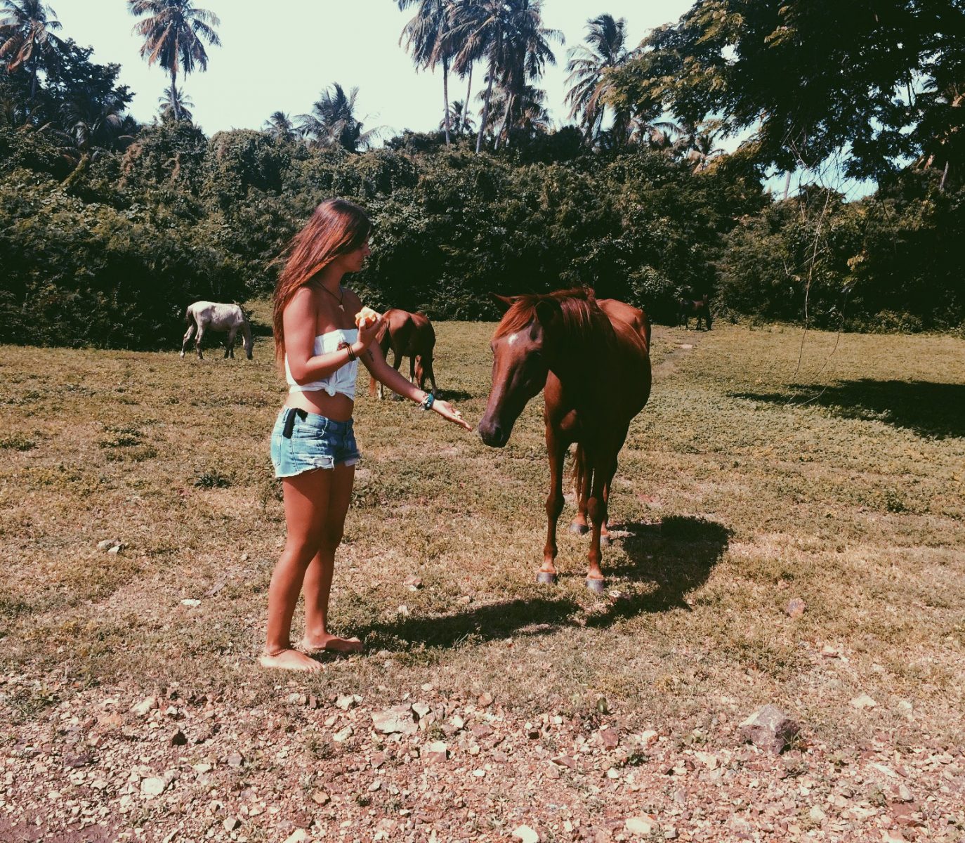 Wild horses in Puerto Rico