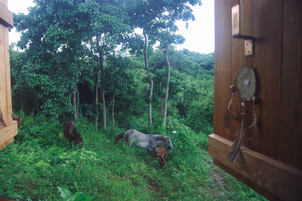 The Horses of Vieques island