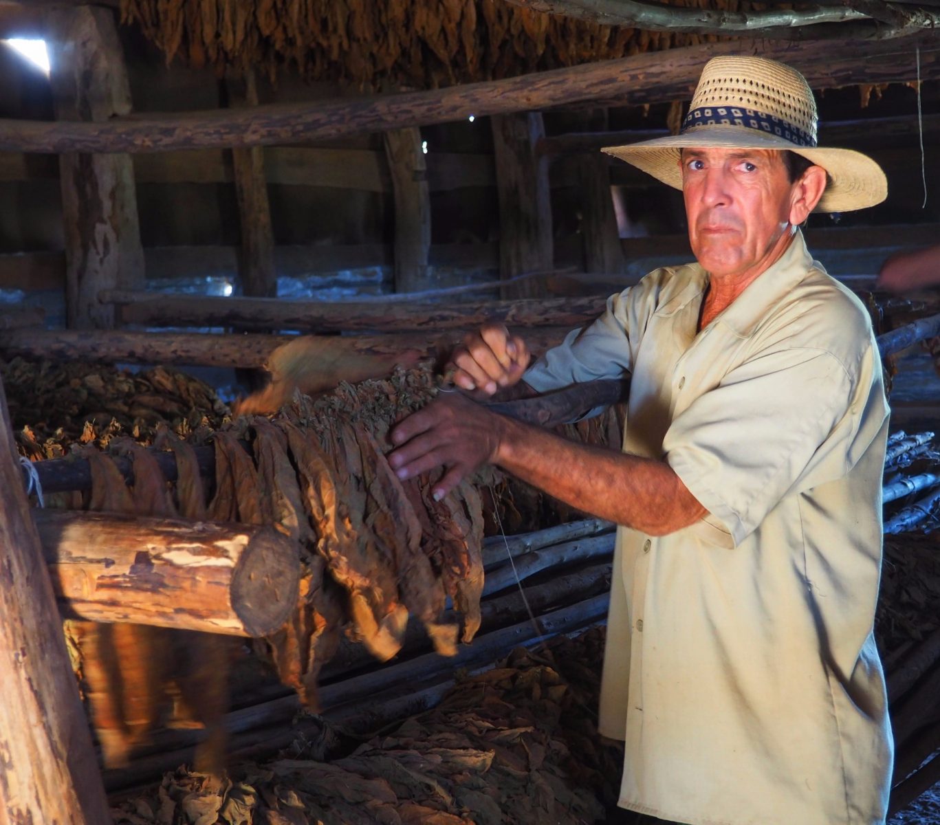 Tabacco production in Vinales Valley