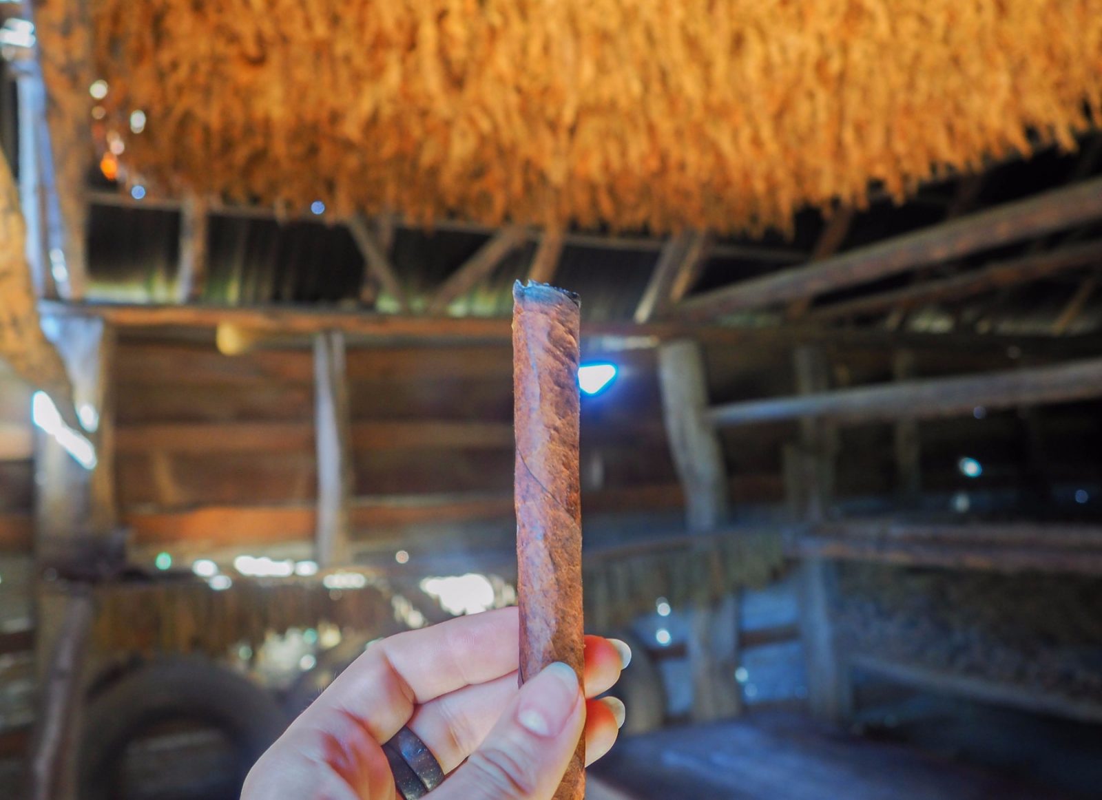 traditional cuban cigar in Viñales Valley