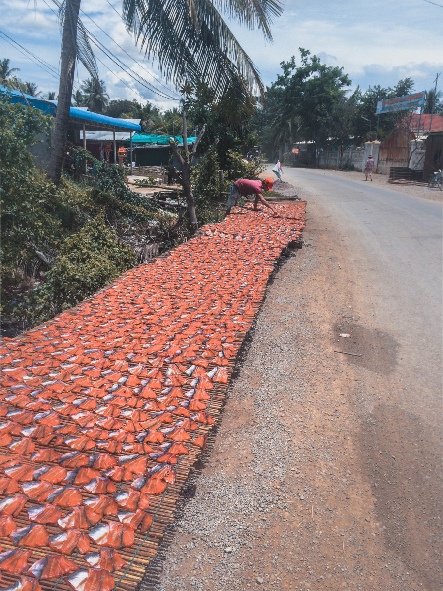 Fish market in Battambang