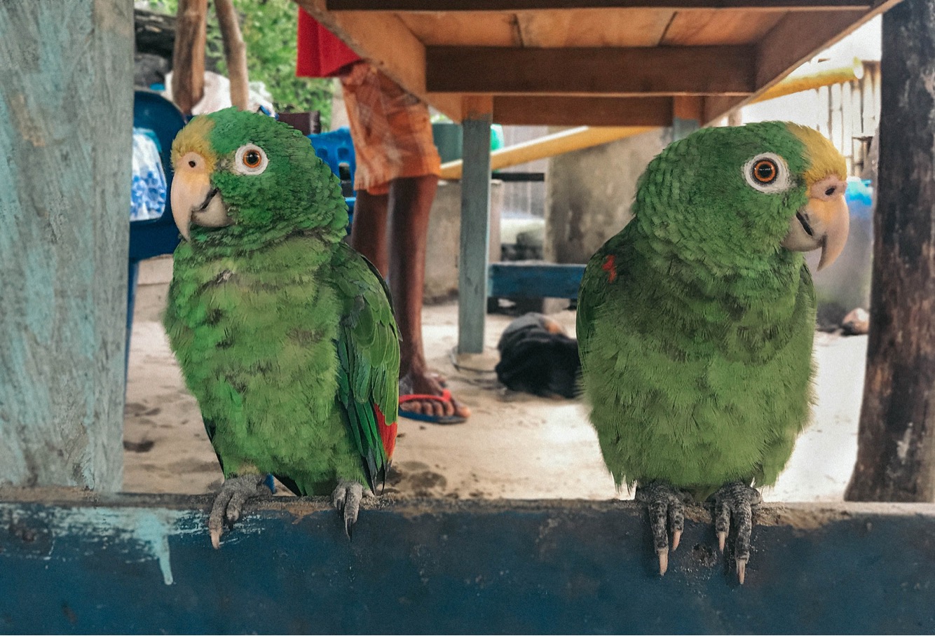 Parrots in Colombia
