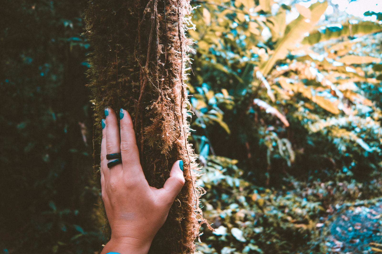 A hand touching tree in Santa Elena Cloud Forest