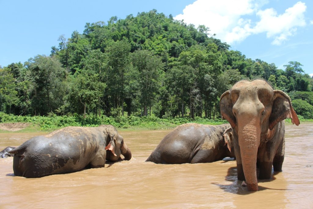 The Sacred Elephants of Chiang Mai
