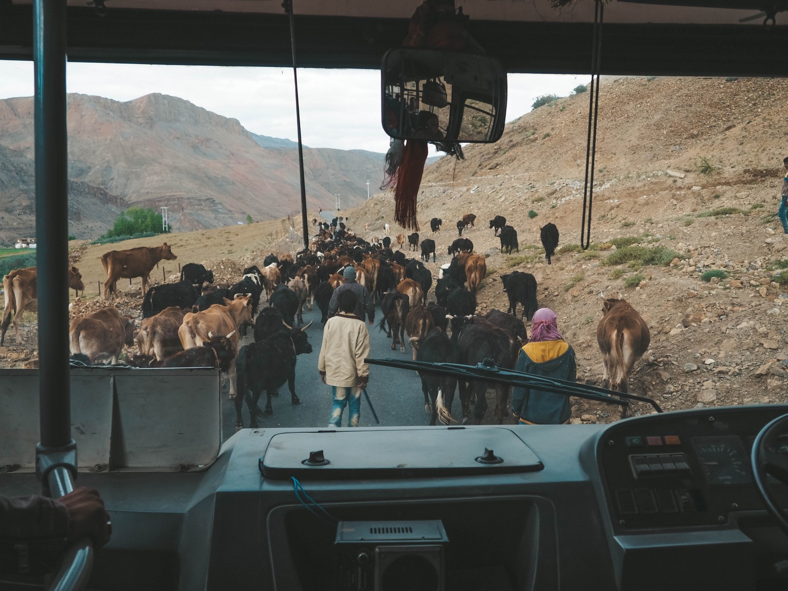 Many cows standing on the road in Spiti Valley