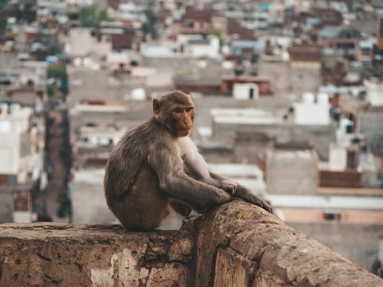 A wild monkey in Galta Ji temple in Jaipur
