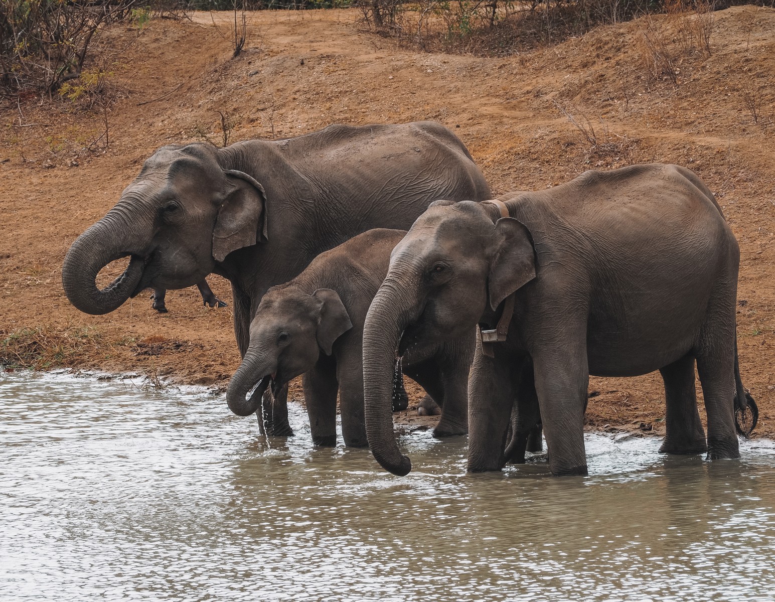Elephants in the Yala National Park