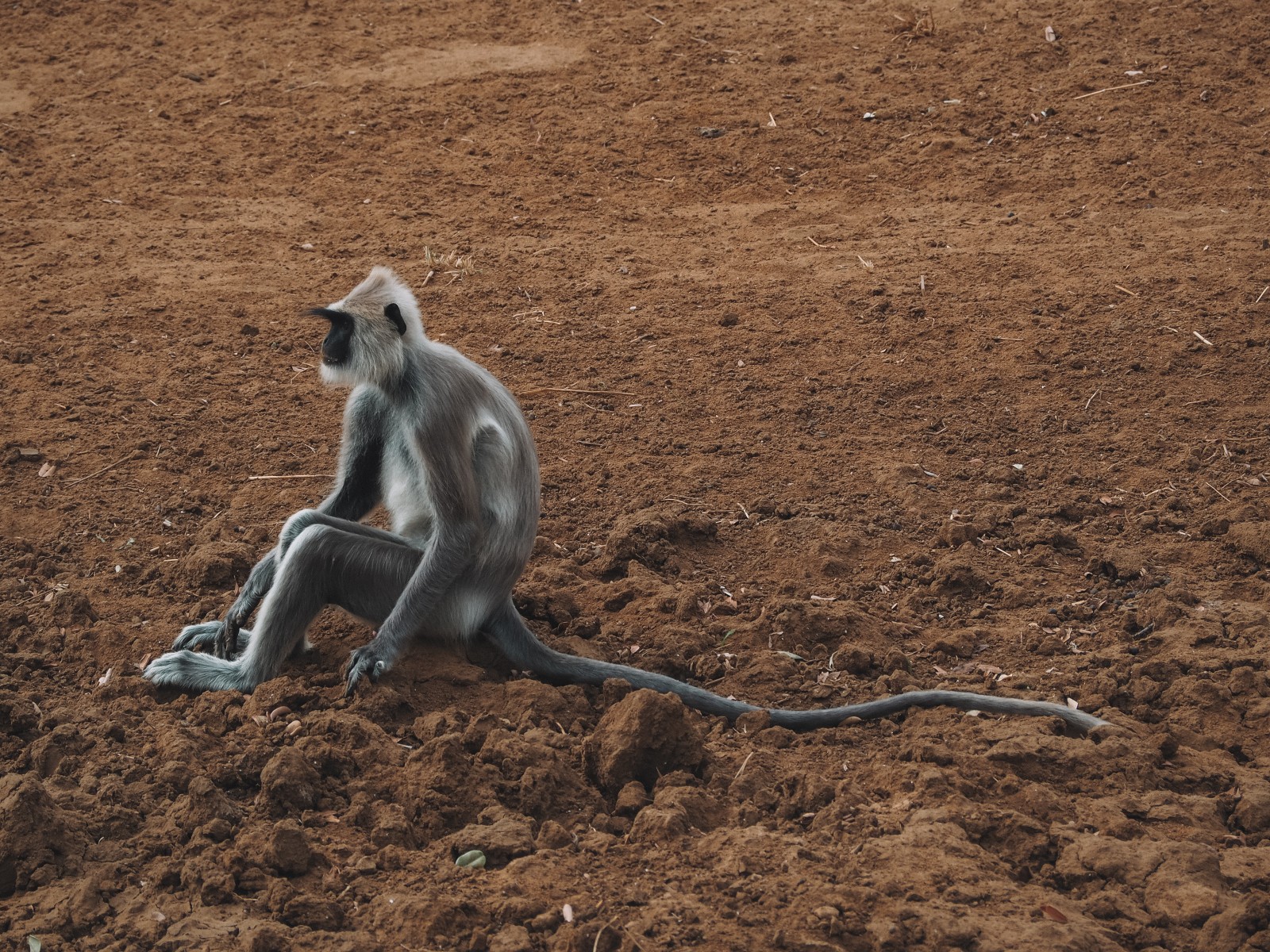 Monkey in the Yala National Park