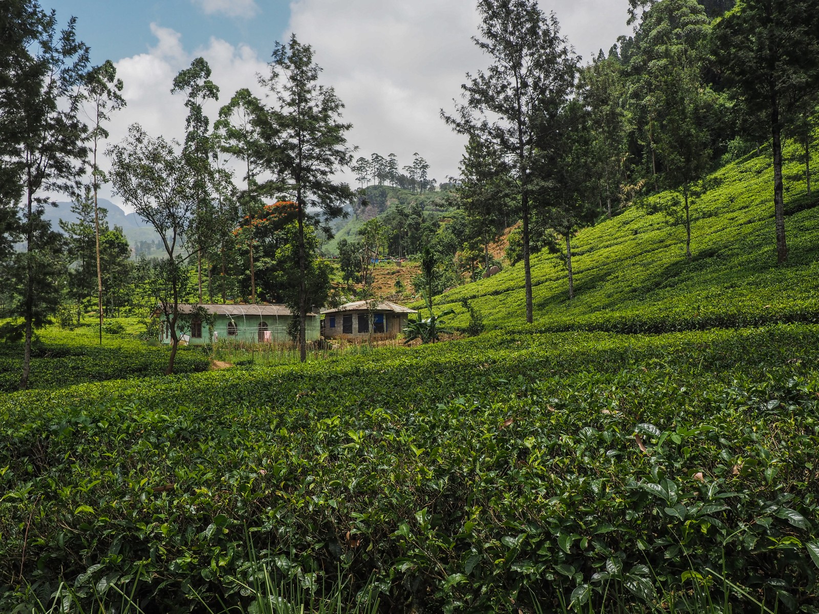 Tea Plantation in Nuwara Eliya Sri Lanka
