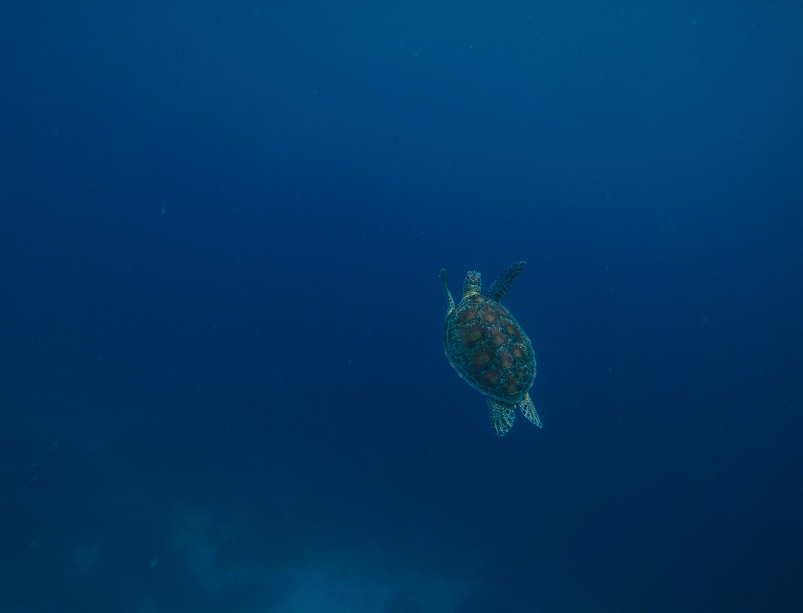 Snorkeling with turtles in Balicasag Island