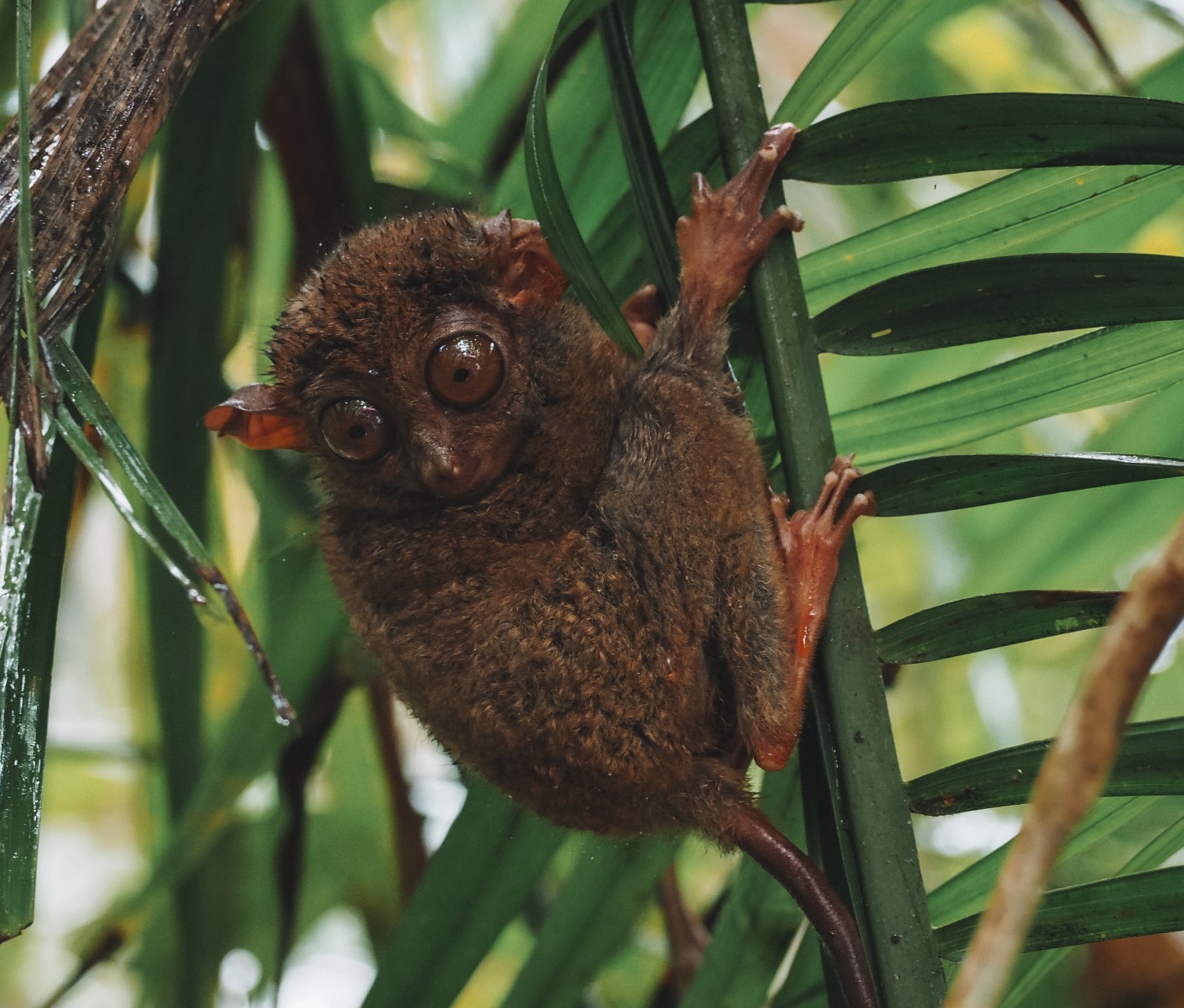 The Philippine tarsier