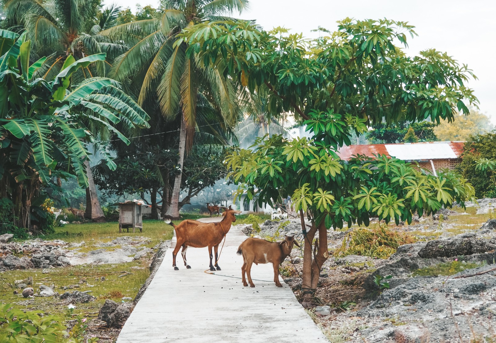 Goats on the Pamilacan island