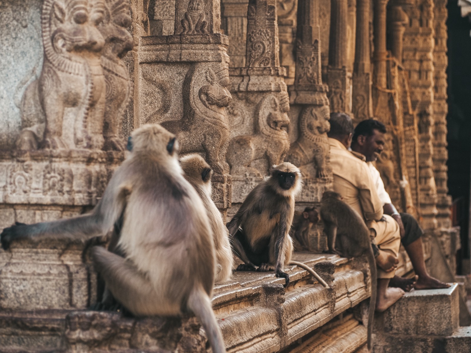 Monkeys in the temple in Varkala