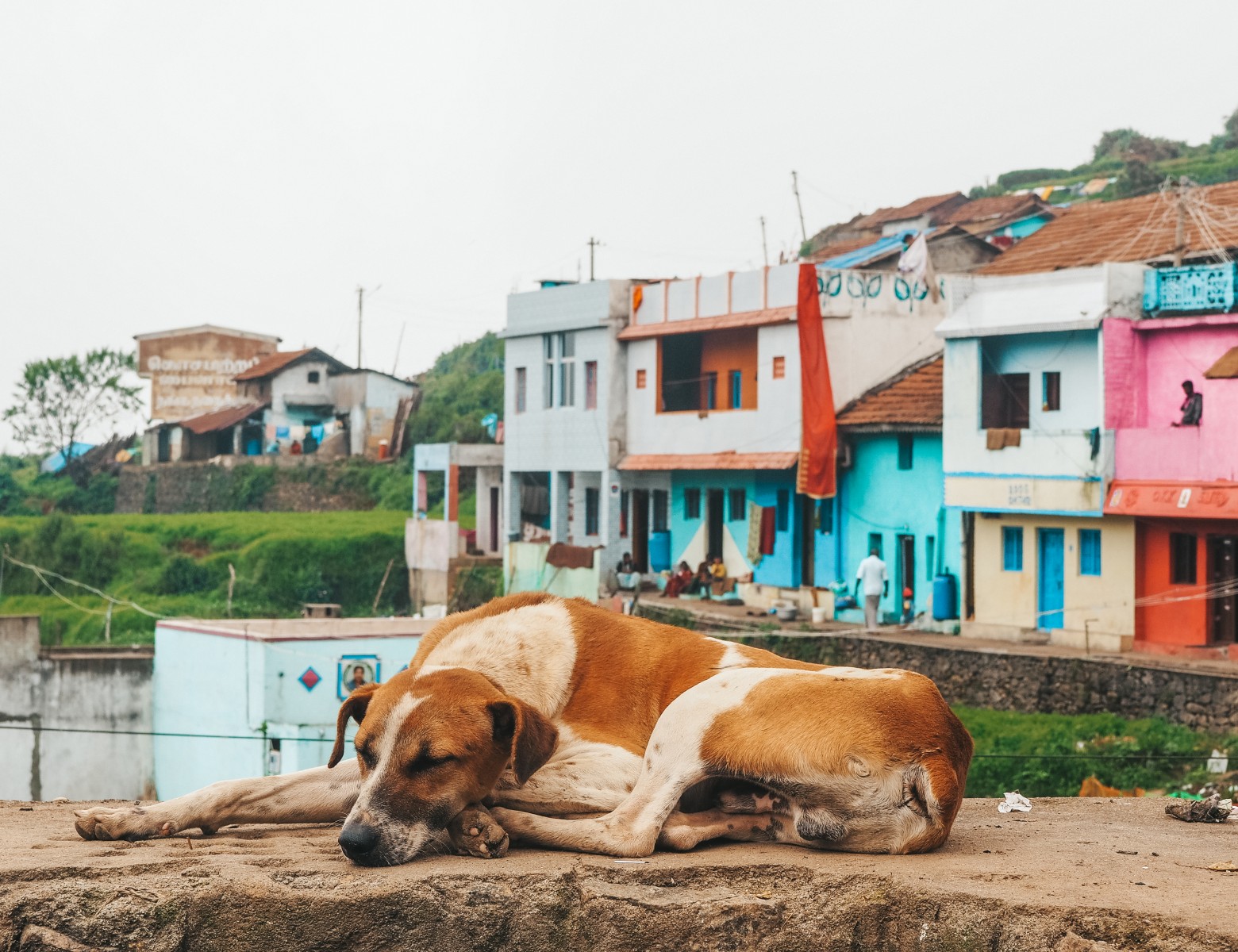 a dog sleeping in Poombarai village