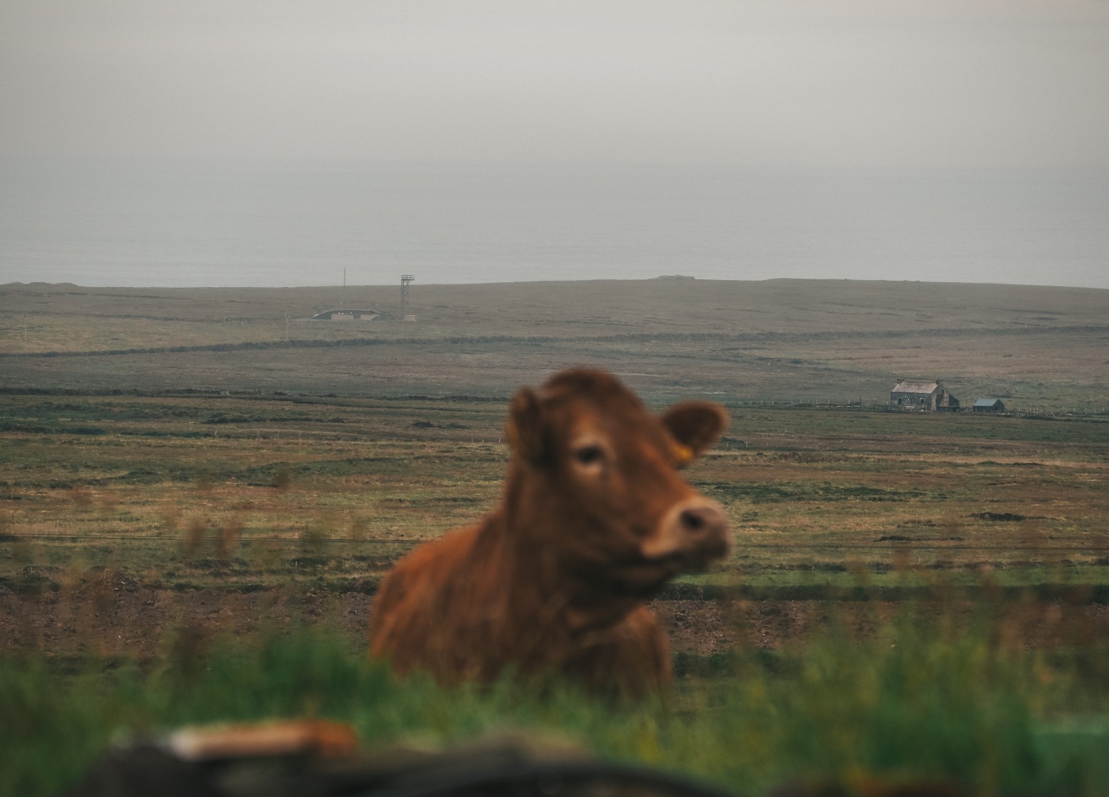 A cow on the Valentia Island