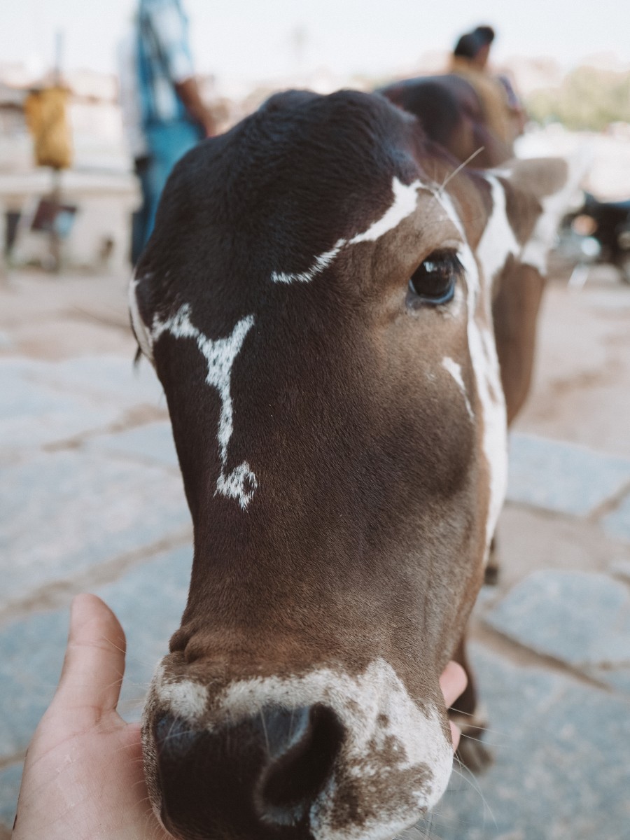 a holy cow in India