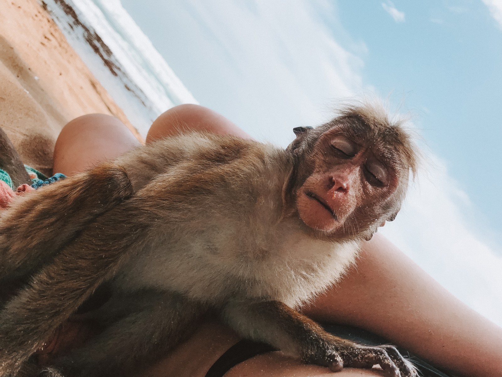 monkey on the beach in Sri Lanka