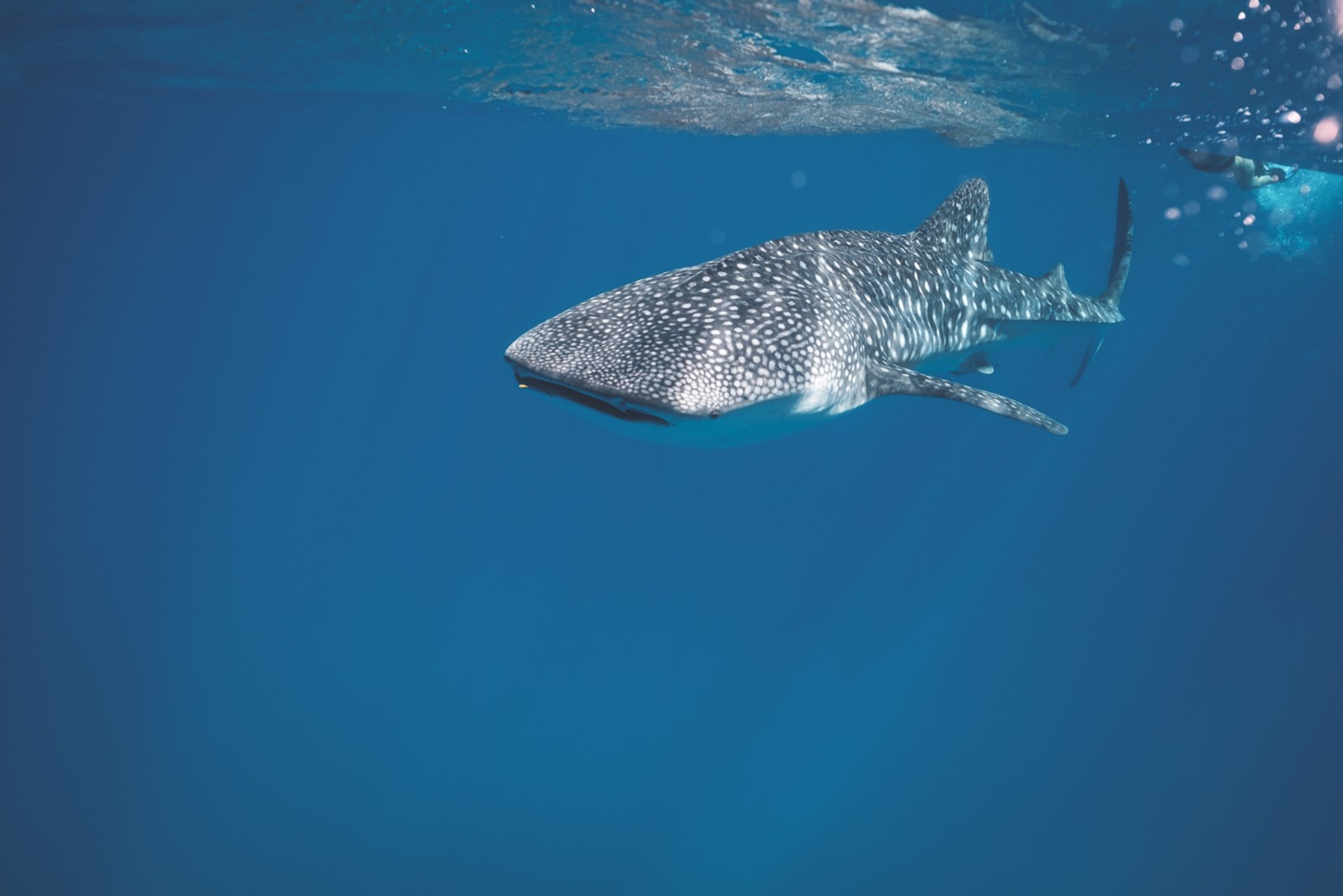 whale shark at Donsol