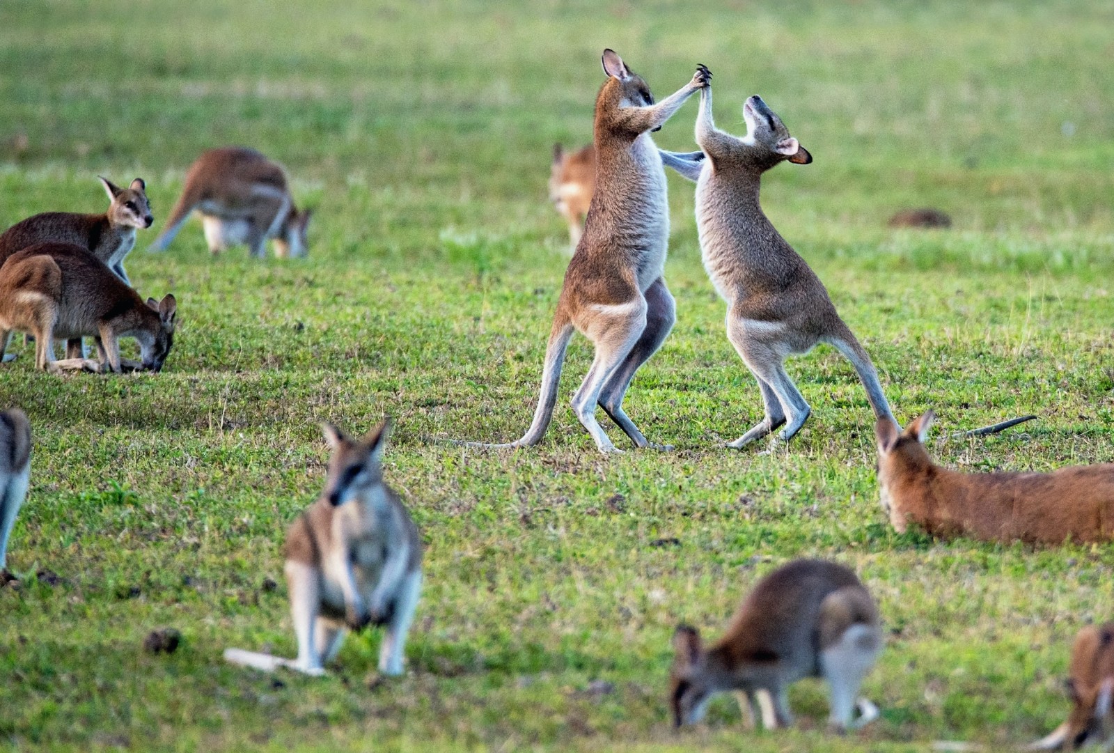 kangaroos wildlife australia