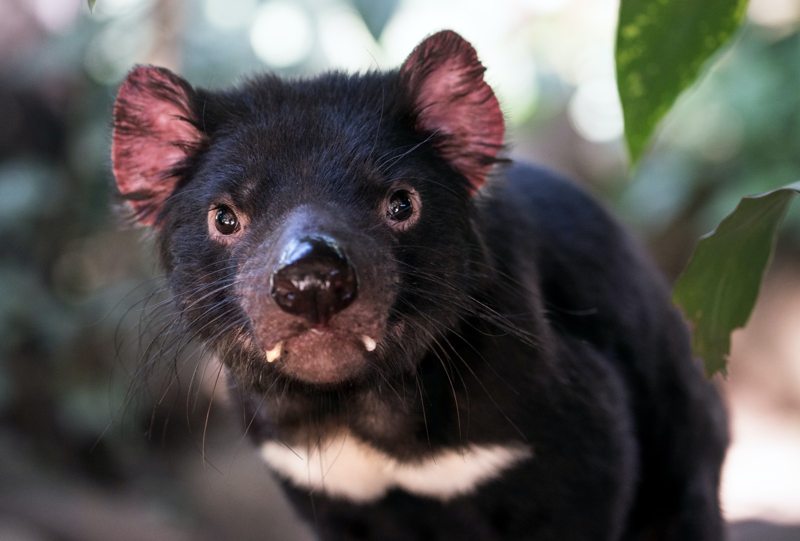 tasmanian devil wildlife australia