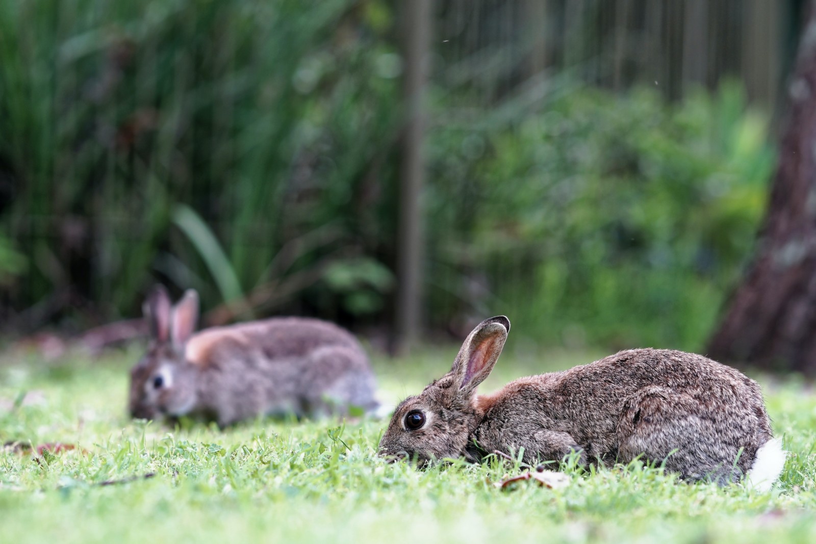 wild rabbits wildlife australia