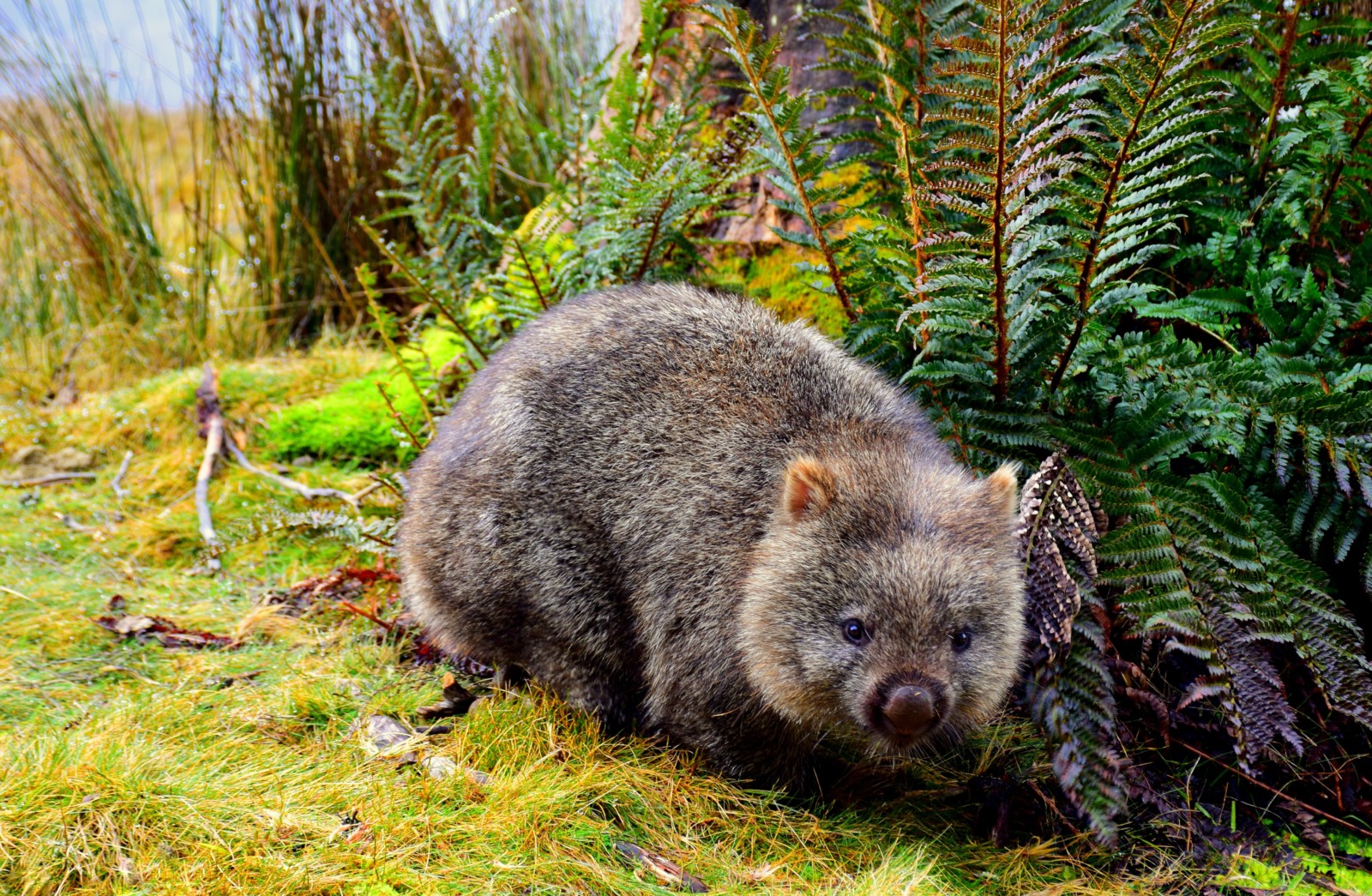 wombats wildlife australia