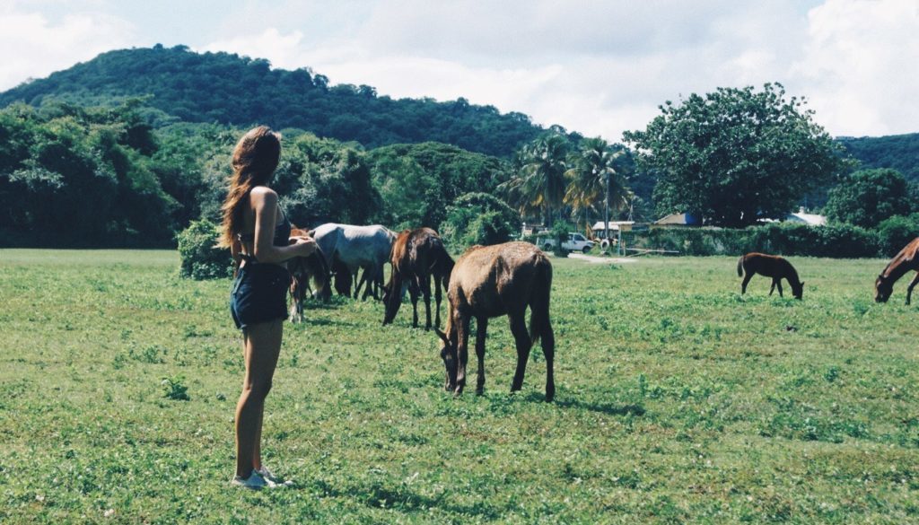 wild horses in Vieques