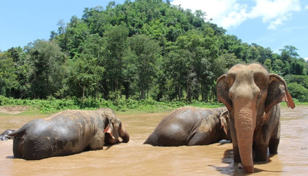 The Sacred Elephants of Chiang Mai
