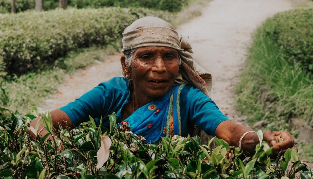 Sri Lanka tea picking lady