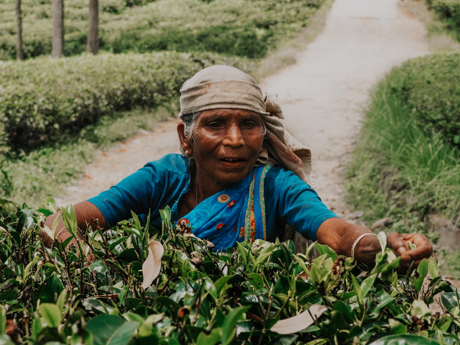 Sri Lanka tea picking lady