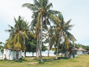 Coconut palms on the Pamilacan Island