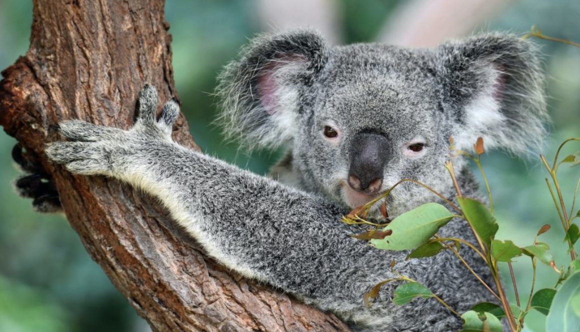 koalas wildlife australia