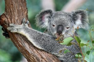 koalas wildlife australia